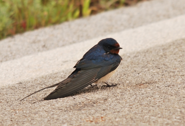 Rondini stanchissime